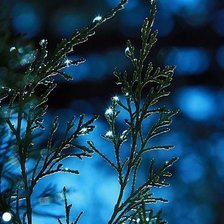 Схема вышивки «роса на ветке»