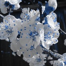 Схема вышивки «Цветущая ветка»