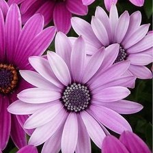 Схема вышивки «цветы»