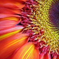 Схема вышивки «Цветок»