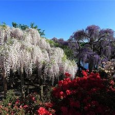 Схема вышивки «Цветущий сад»