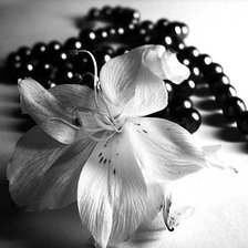 Схема вышивки «лилия чёрно-белая»