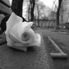 Схема вышивки «роза чёрно-белая»