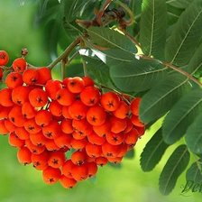 Схема вышивки «рябина»