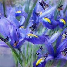 Схема вышивки «Бабочки с ирисами»