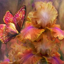 Бабочка с ирисом