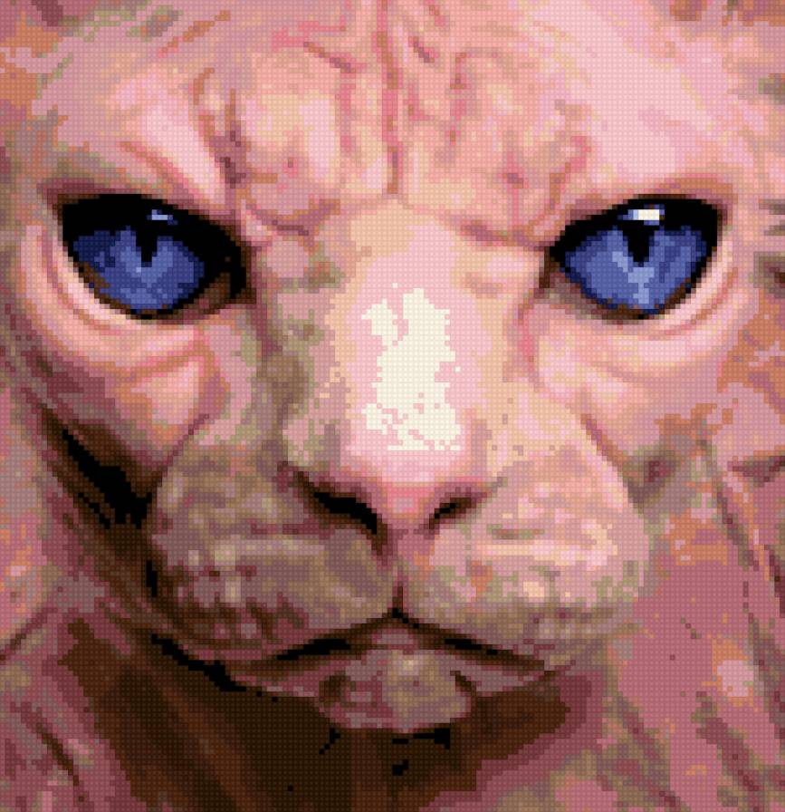 кошка-сфинкс - кошка-сфинкс кошка сфинкс - предпросмотр