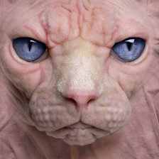 Схема вышивки «кошка-сфинкс»