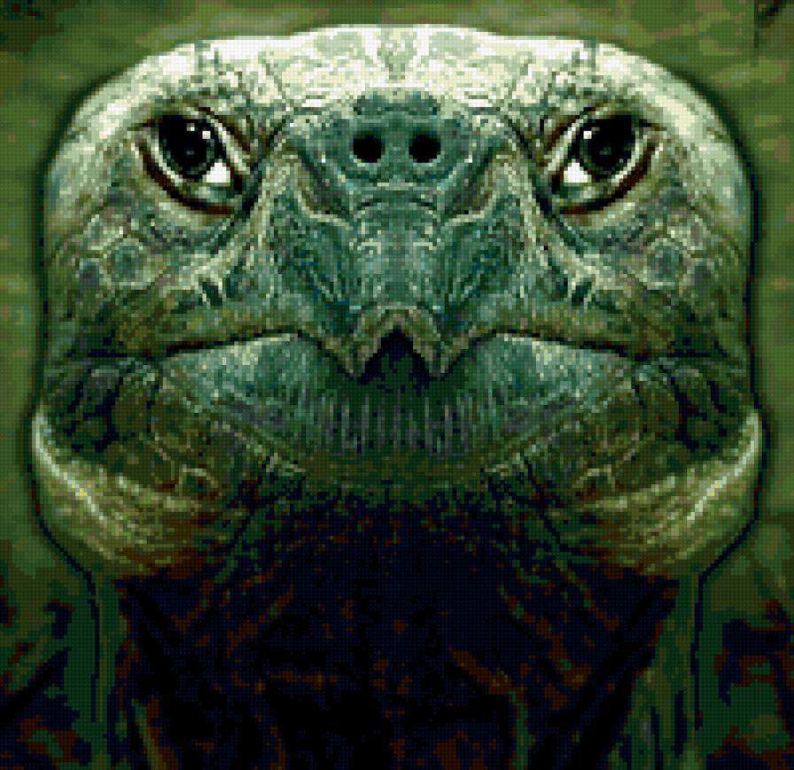 черепаха - черепаха портрет - предпросмотр