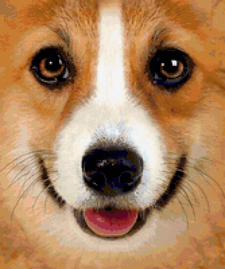 Дружок - собачка собака щенок - предпросмотр