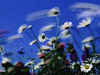 Схема вышивки «полевые цветы»