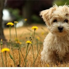 Схема вышивки «пёсик»