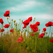 Схема вышивки «Маки»