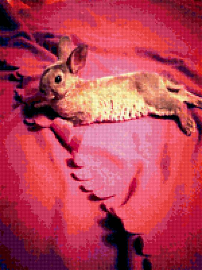 кролик - кролик, животные, насыщенность - предпросмотр