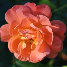 Схема вышивки «роза»