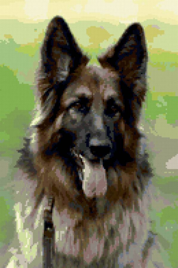 немецкая овчарка - предпросмотр