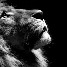 Схема вышивки «Могучий лев»