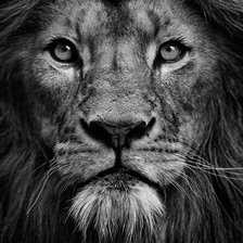 Схема вышивки «Лев»