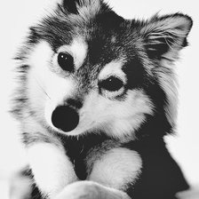 Схема вышивки «Волчонок»