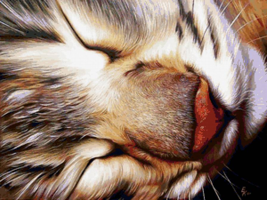 Соня - животные, кошка - предпросмотр