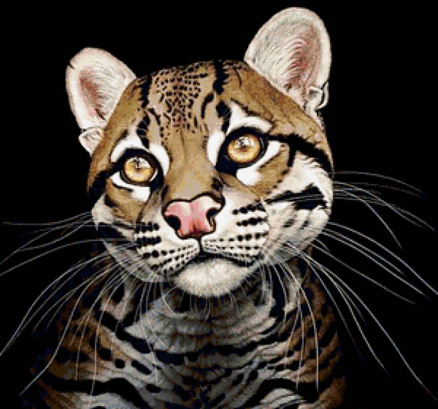 Дикая кошка - кошка, животные - предпросмотр