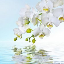 из цикла Орхидеи...