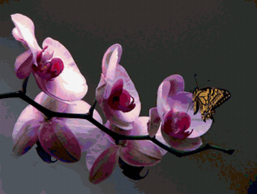 из цикла Орхидеи... - предпросмотр