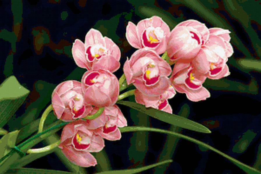 из цикла Орхидеи... - предпросмотр