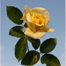 Схема вышивки «роза»