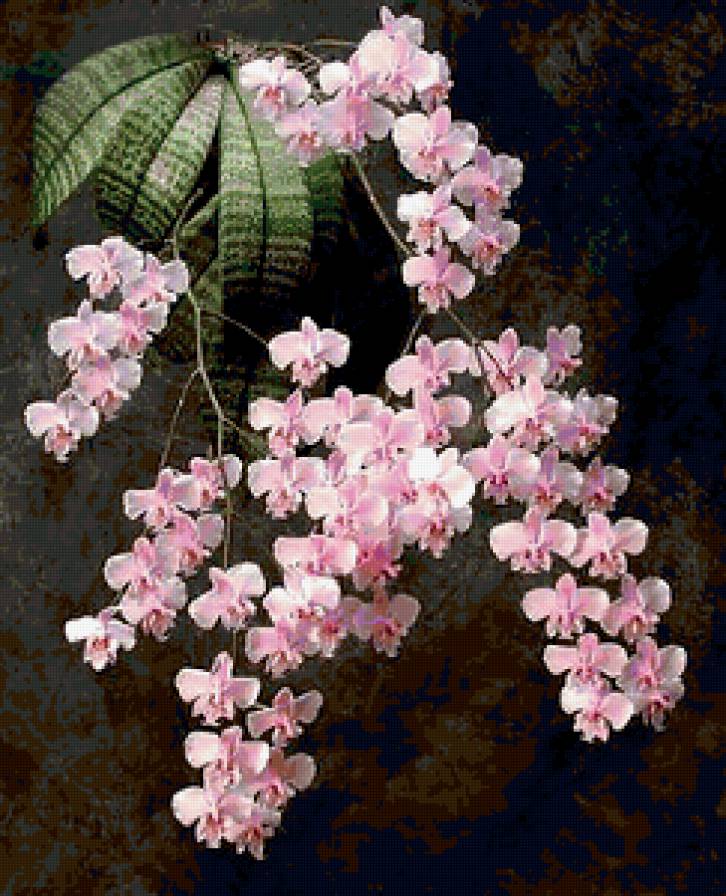 из цикла Орхидеи... - предпросмотр