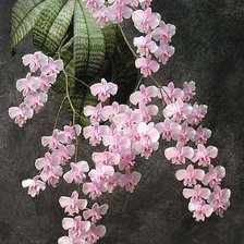 из цикла Орхидеи...