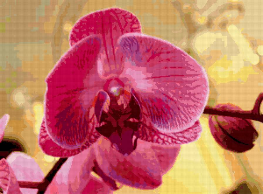 из цикла Орхидеи... - предпросмотр