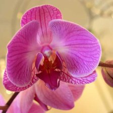 из цикла Орхидеи...