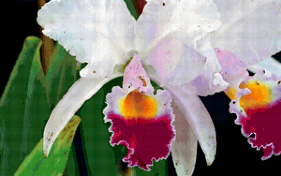 из цикла Орхидеи... - предпросмотр