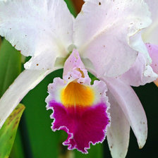 Схема вышивки «из цикла Орхидеи...»