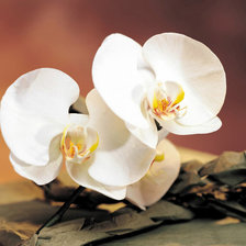 из цикла Орхидеи...