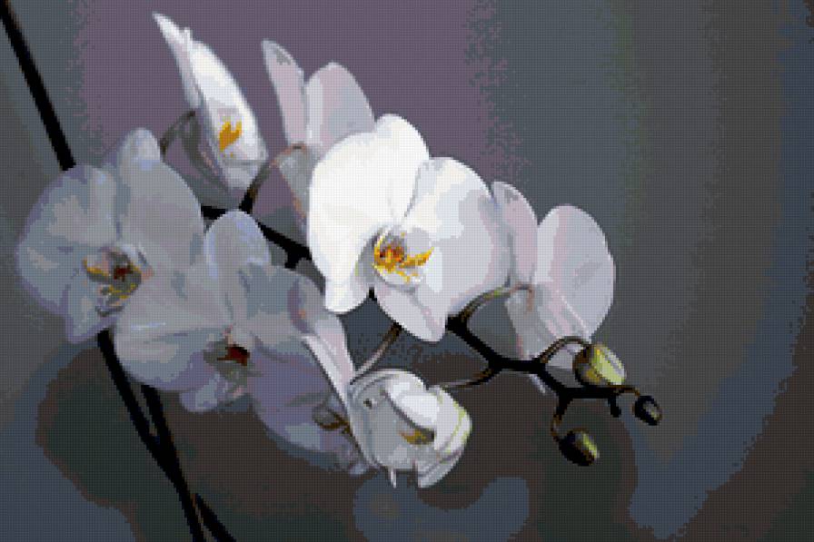 из цикла Орхидеи... - предпросмотр