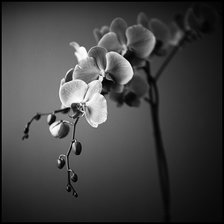 Схема вышивки «из цикла Орхидеи...»