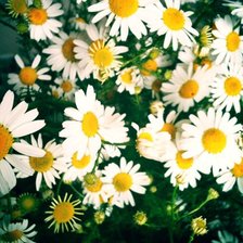 Схема вышивки «ромашки»