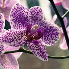 из цикла Орхидеи...