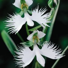 из цикла Орхидеи...