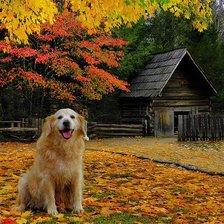 Схема вышивки «серия ,,животные"»