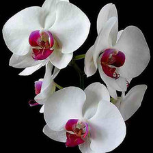 Схема вышивки «из цикла Орхидеи...»