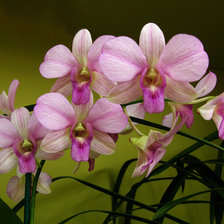 Схема вышивки «из цикла Орхидеи...»