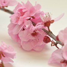 Схема вышивки «Сакура»