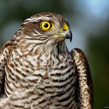 Схема вышивки «putns»