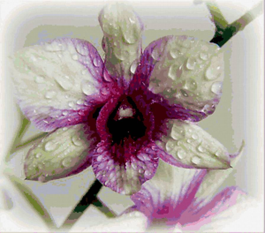 из цикла Орхидеи... - предпросмотр