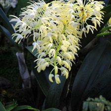 из цикла Орхидеи...