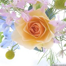 из цикла Розы