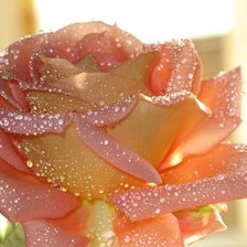 из цикла Розы